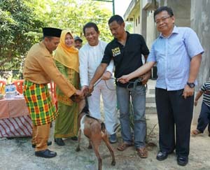 Dapat Bantuan 100 Ekor Kambing dari CSR Perusahaan